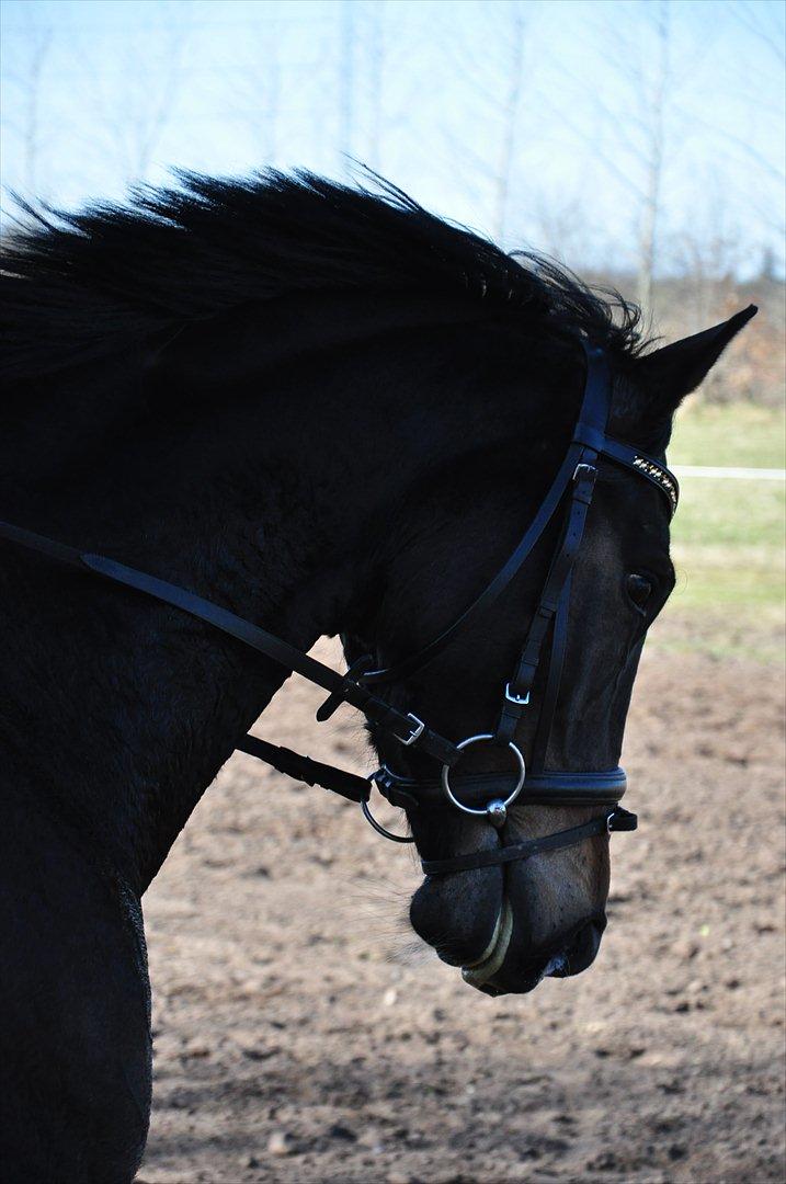 Dansk Varmblod High Power D billede 14