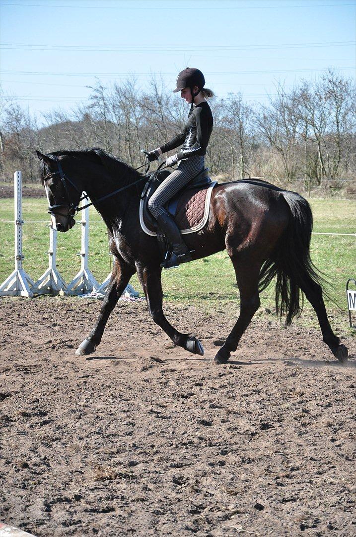 Dansk Varmblod High Power D billede 15