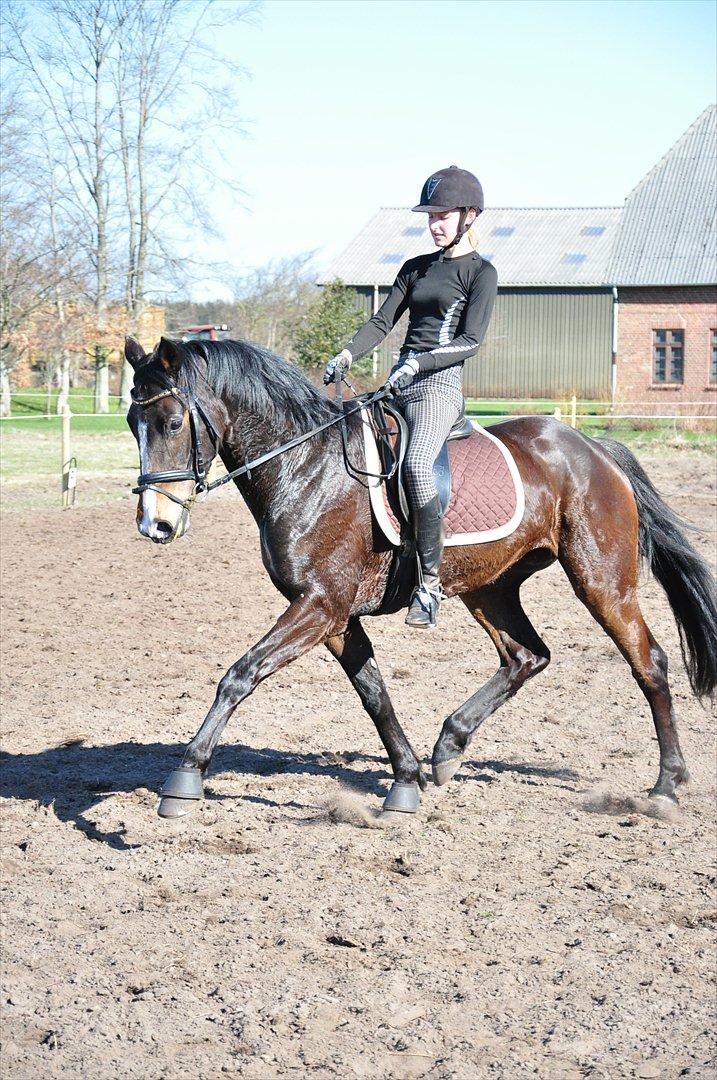 Dansk Varmblod High Power D billede 16