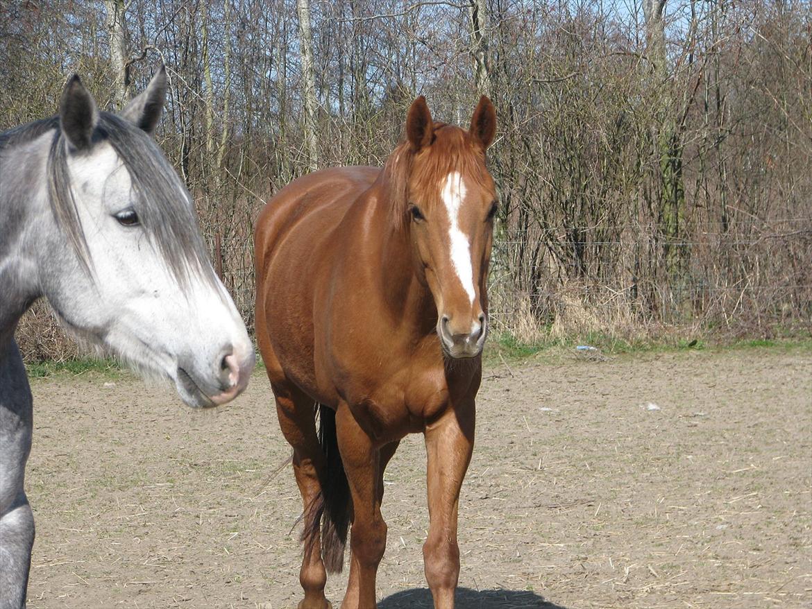 Dansk Varmblod Merry Dance - 25-03-2012 billede 19