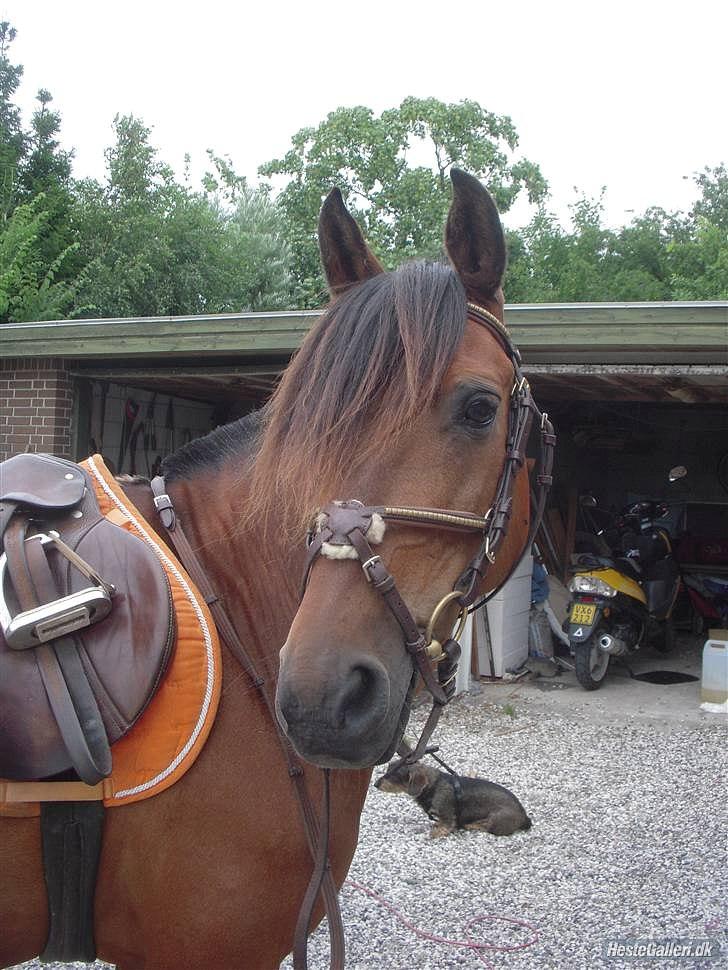 Anden særlig race misti - Velkommen til den overskønne Misti's profil
på dette billed er misti lige kommet til djursland fra bornholm hvor hun har stået hved min mormor og morfar i rigtig lang tid og er blevet redet af en pige som hedder Nana som er en rigtig god rytter  billede 1
