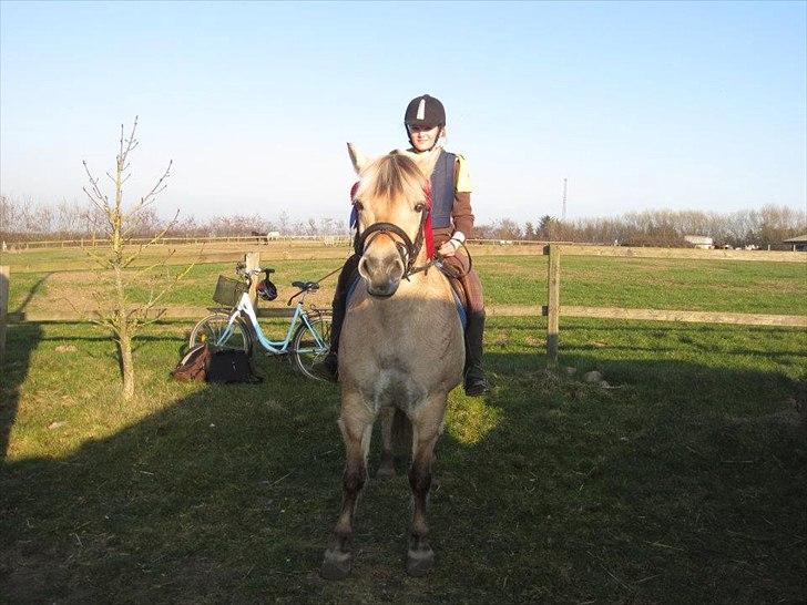 Fjordhest Julius - Mathilde og Julius til ring og rid stævne i Thorsø fredag d. 23/03-2012 billede 13