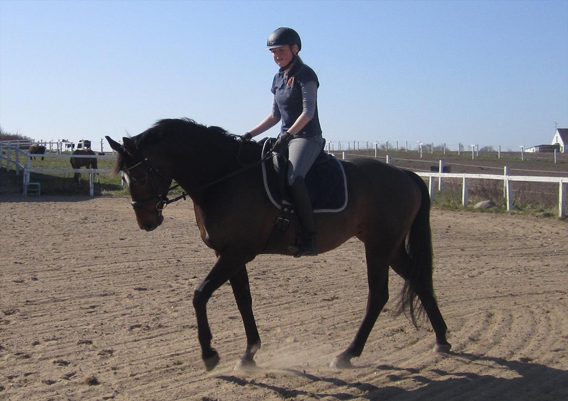 Dansk Varmblod Vesterdams Weltsia billede 8