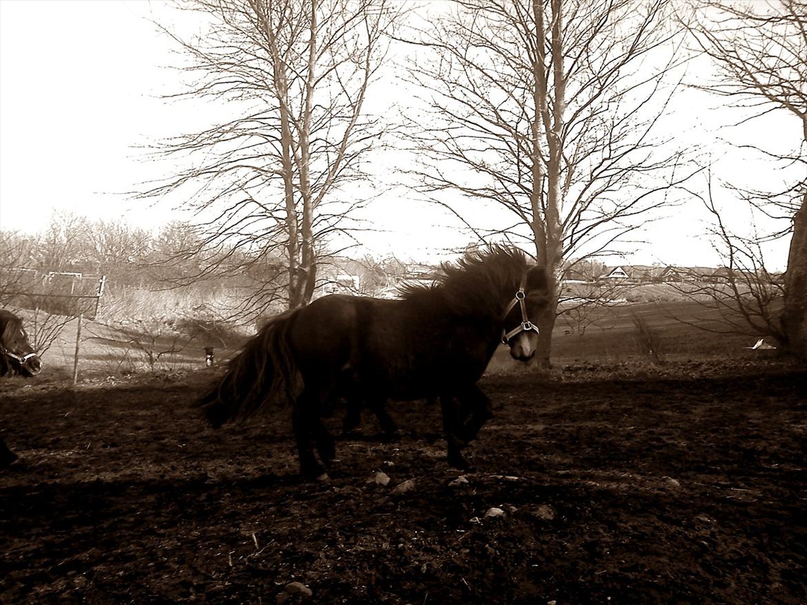 Anden særlig race Jolly Jumper - se mig se mig mor er jeg ikke flot nu? =) billede 18