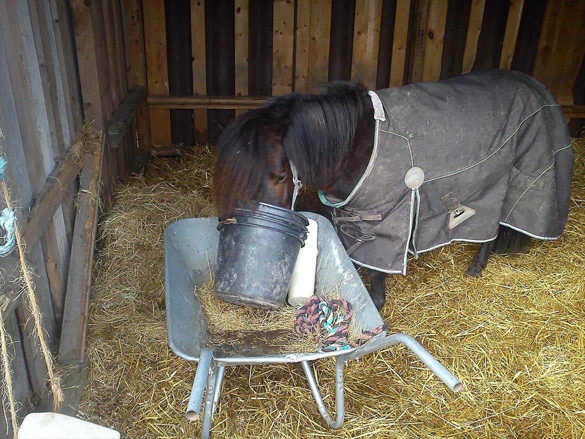 Anden særlig race Jolly Jumper - Eeeey tjekker lige om der er mere i spandene...=) billede 20