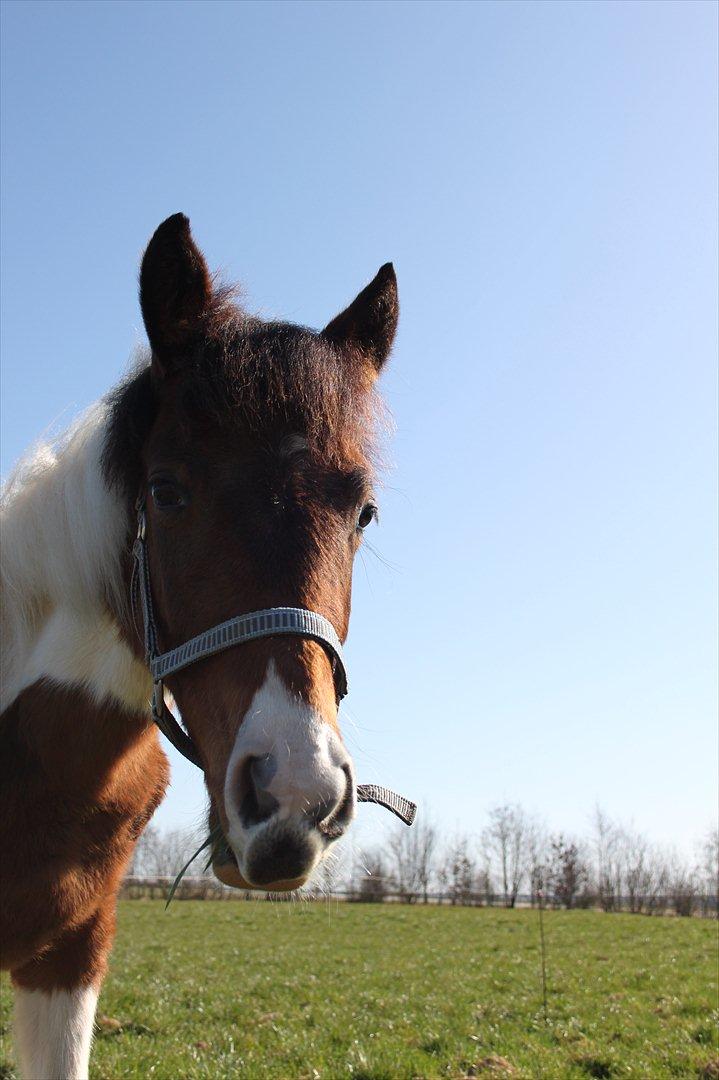 Pinto Kilgast's Assur billede 9