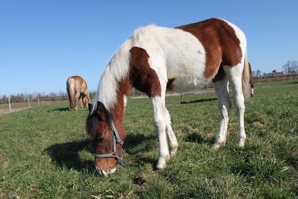 Pinto Kilgast's Assur billede 10