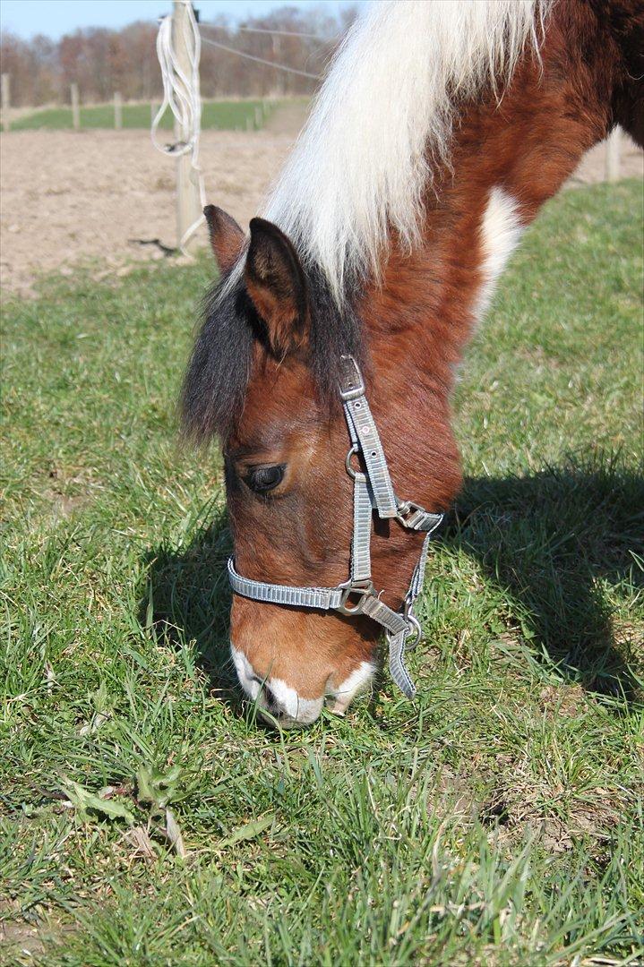 Pinto Kilgast's Assur billede 11