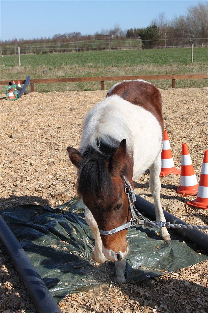 Pinto Kilgast's Assur billede 12