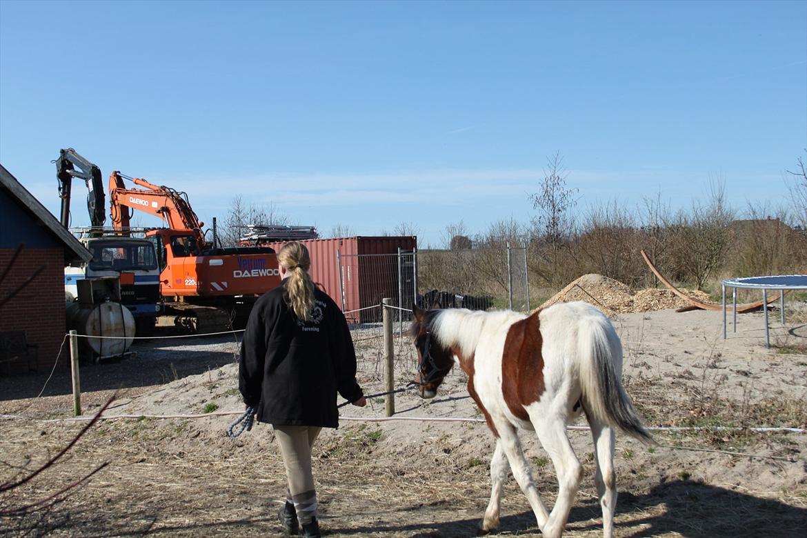 Pinto Kilgast's Assur billede 13