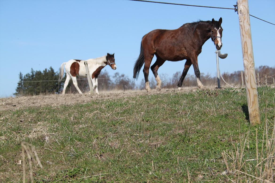 Pinto Kilgast's Assur billede 14