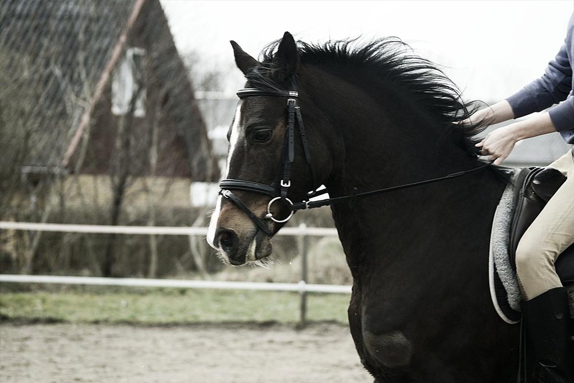 Tysk Sportspony Blind-Date - (24-3-2012) billede 10