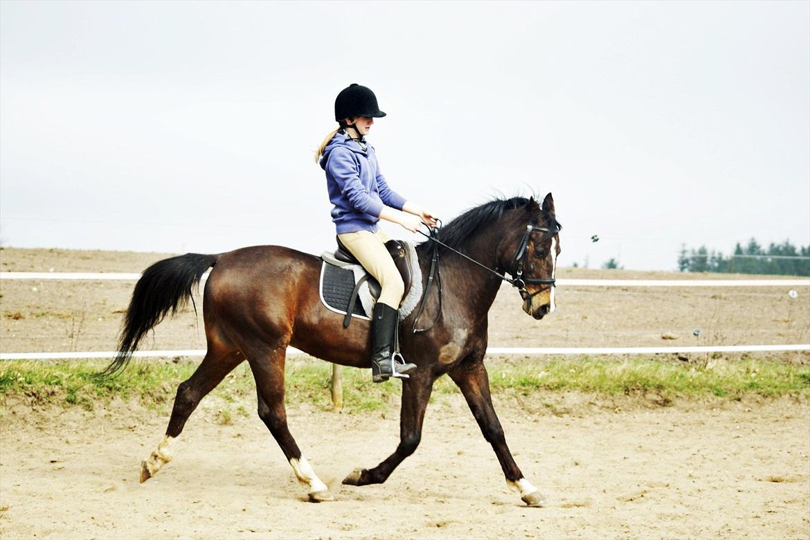 Tysk Sportspony Blind-Date - (24-3-2012) billede 12