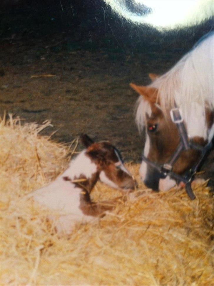Pinto Araber Düchess - Gammelt billed, men synes det skulle ind!:-*
Foto: Kan ikke huske billede 7
