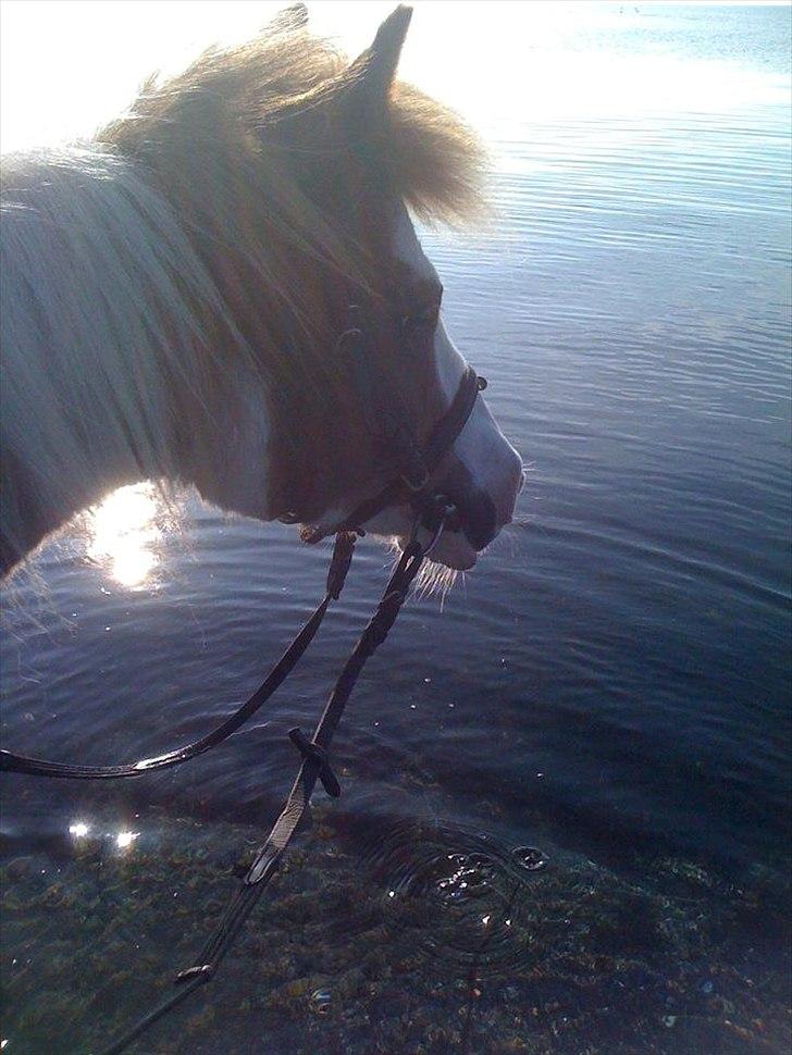 Pinto Araber Düchess - Elsker at ride i vandet med dig!♥♥
Foto: Mig seeelv billede 9