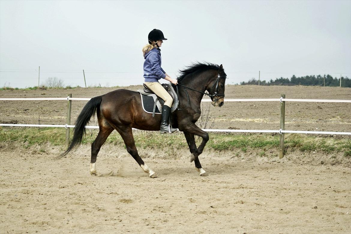 Tysk Sportspony Blind-Date - (24-3-2012) billede 13