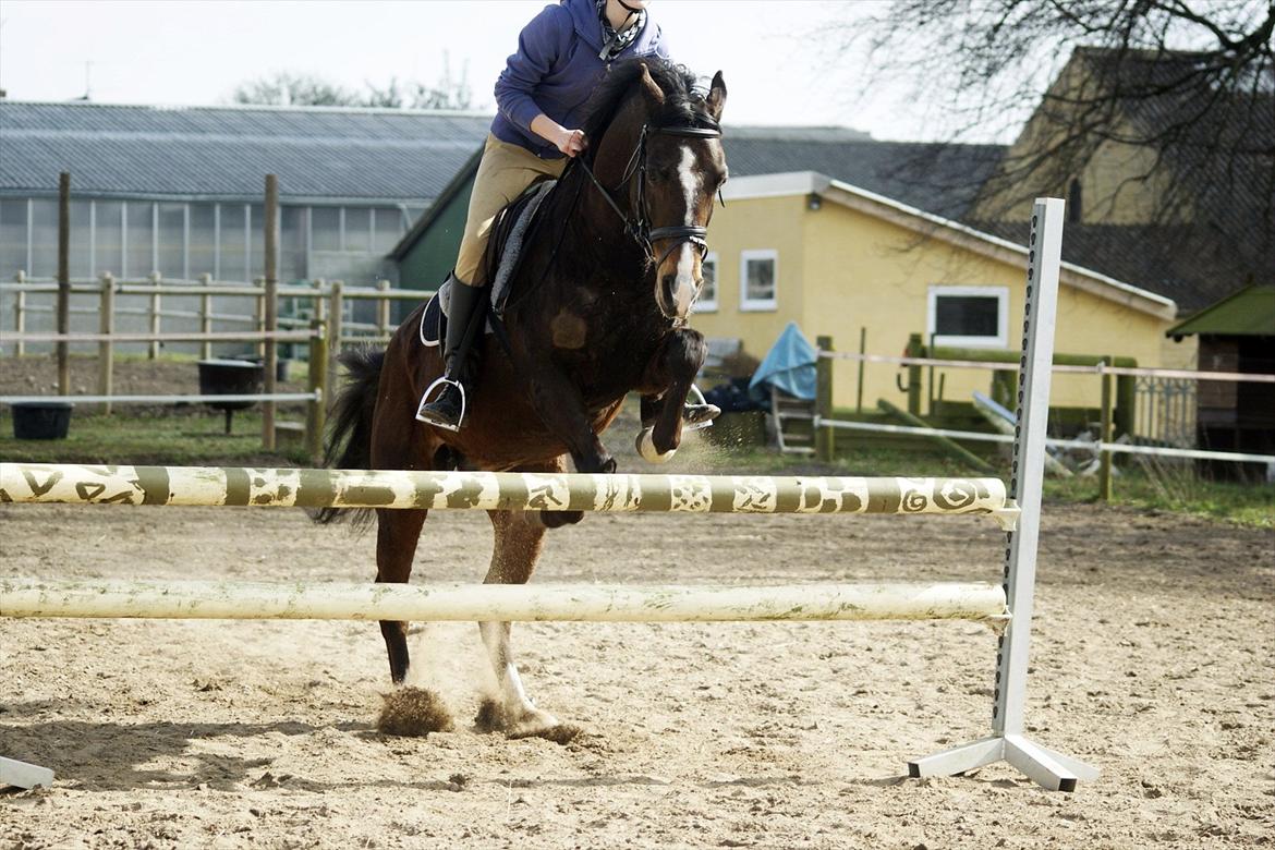 Tysk Sportspony Blind-Date - Springe kan han også (: (24-3-2012) billede 14