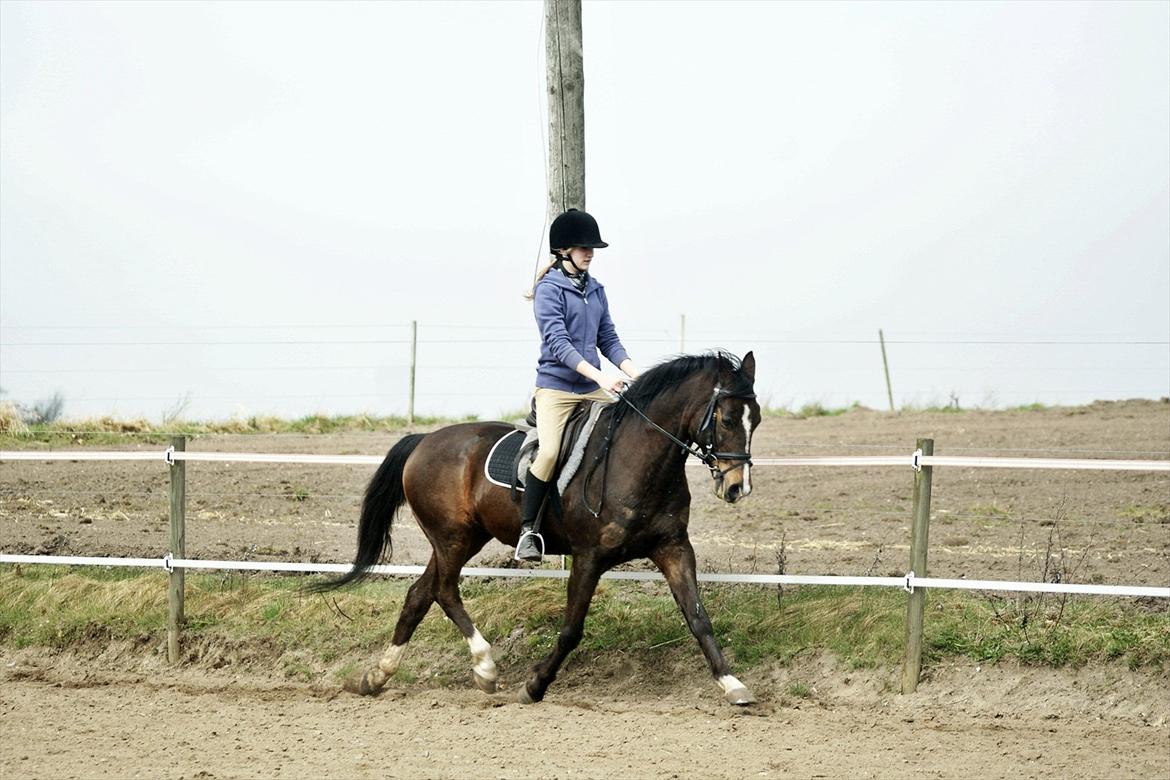 Tysk Sportspony Blind-Date - (24-3-2012) billede 11