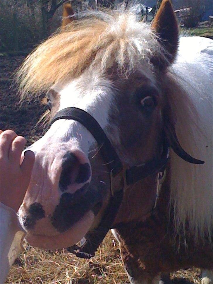Pinto Araber Düchess - Dejlige! <3
Foto: Miig! q: billede 13