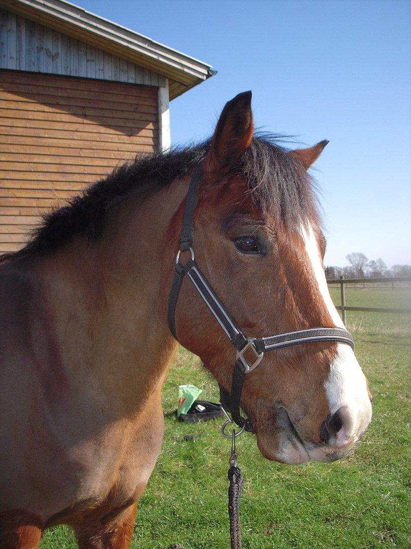 New Forest Cocio (Solgt) - Velkommen! :-D billede 1