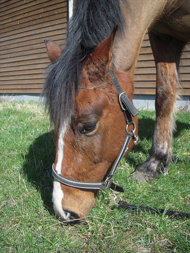 New Forest Cocio (Solgt) - Dejligt med noget græs! ;-) billede 3