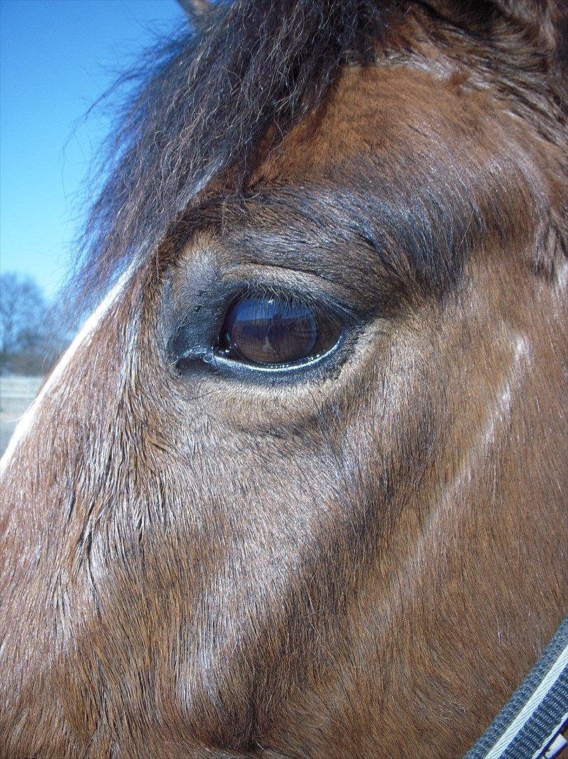 New Forest Cocio (Solgt) - Cocios smukke øje. <3 billede 2