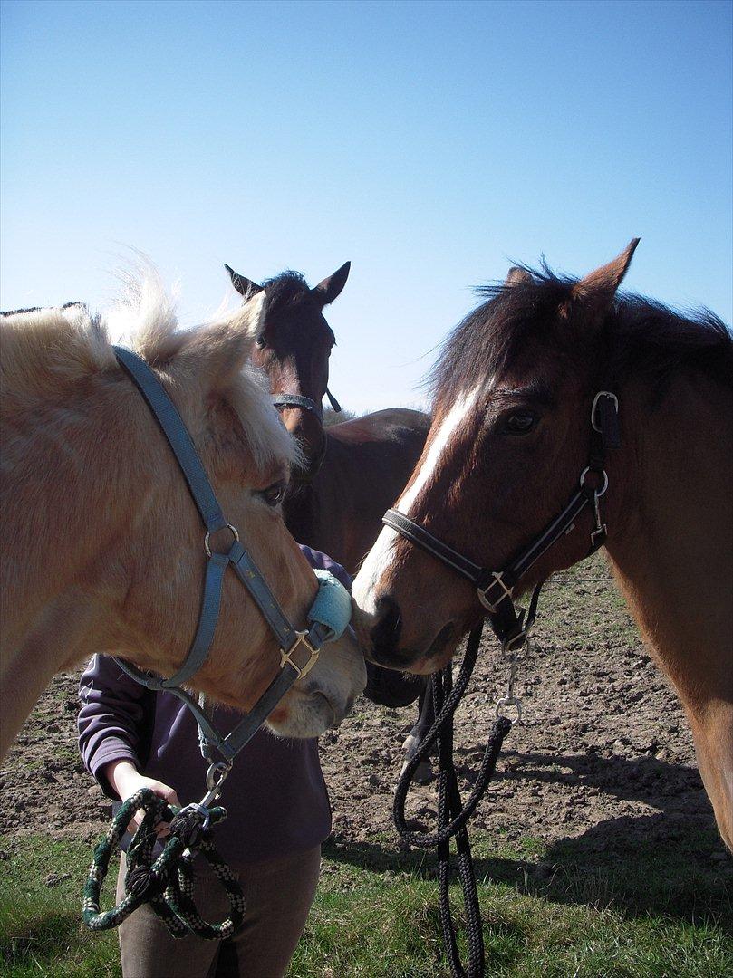 New Forest Cocio (Solgt) - Bacardi og Cocio! <3 billede 4