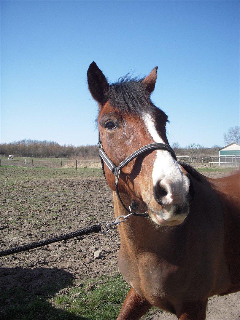 New Forest Cocio (Solgt) - Smukke pony :-) billede 5