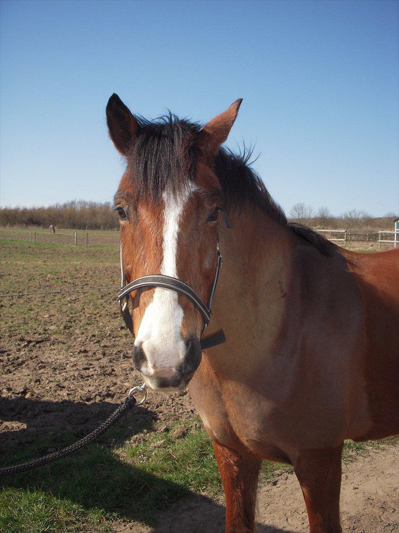 New Forest Cocio (Solgt) billede 6