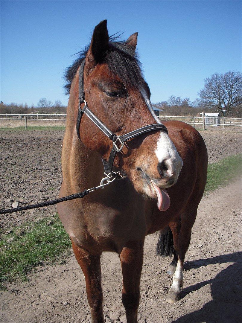 New Forest Cocio (Solgt) - Dejlige! <3 billede 7