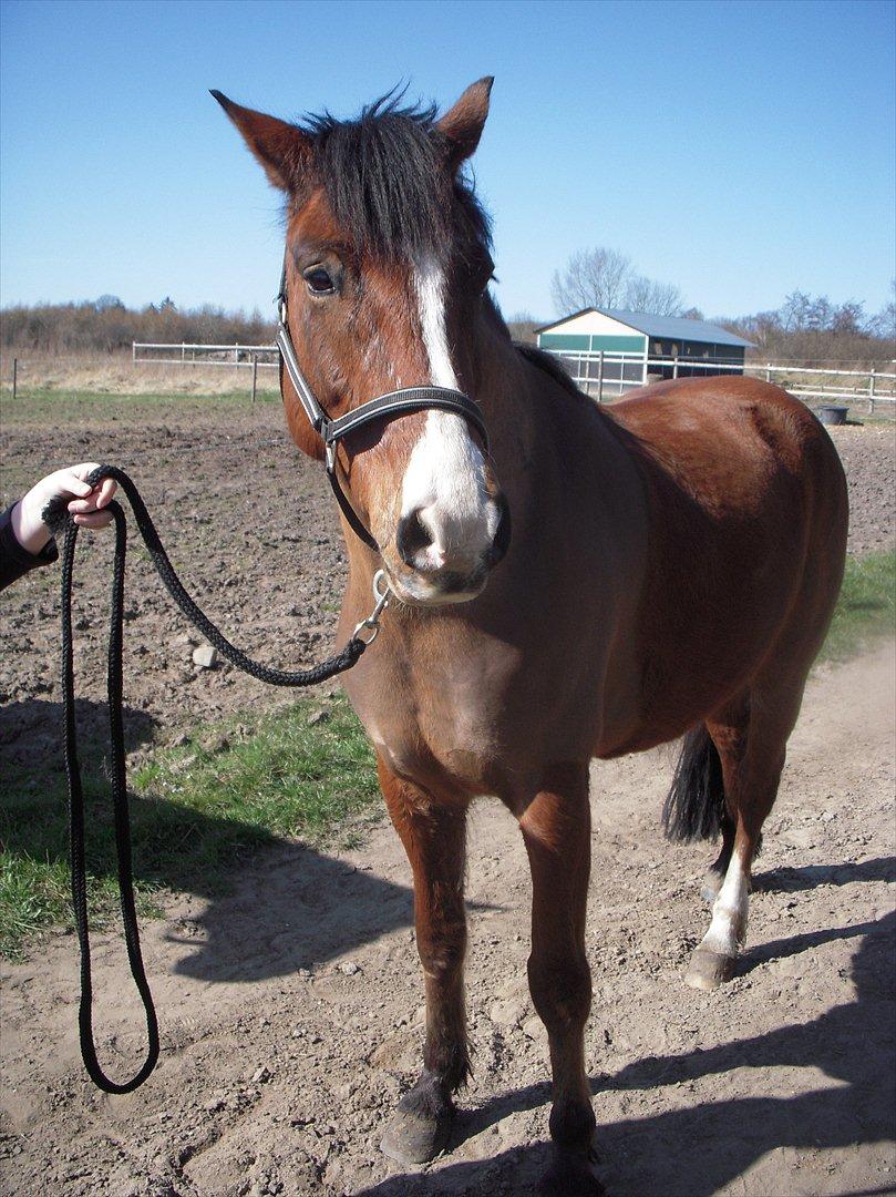 New Forest Cocio (Solgt) billede 8