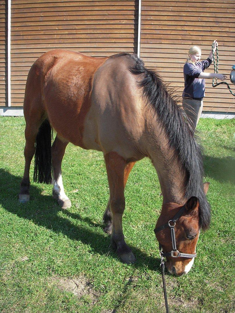 New Forest Cocio (Solgt) - --> Flere billeder + ridebilleder kommer snart! :-D billede 9