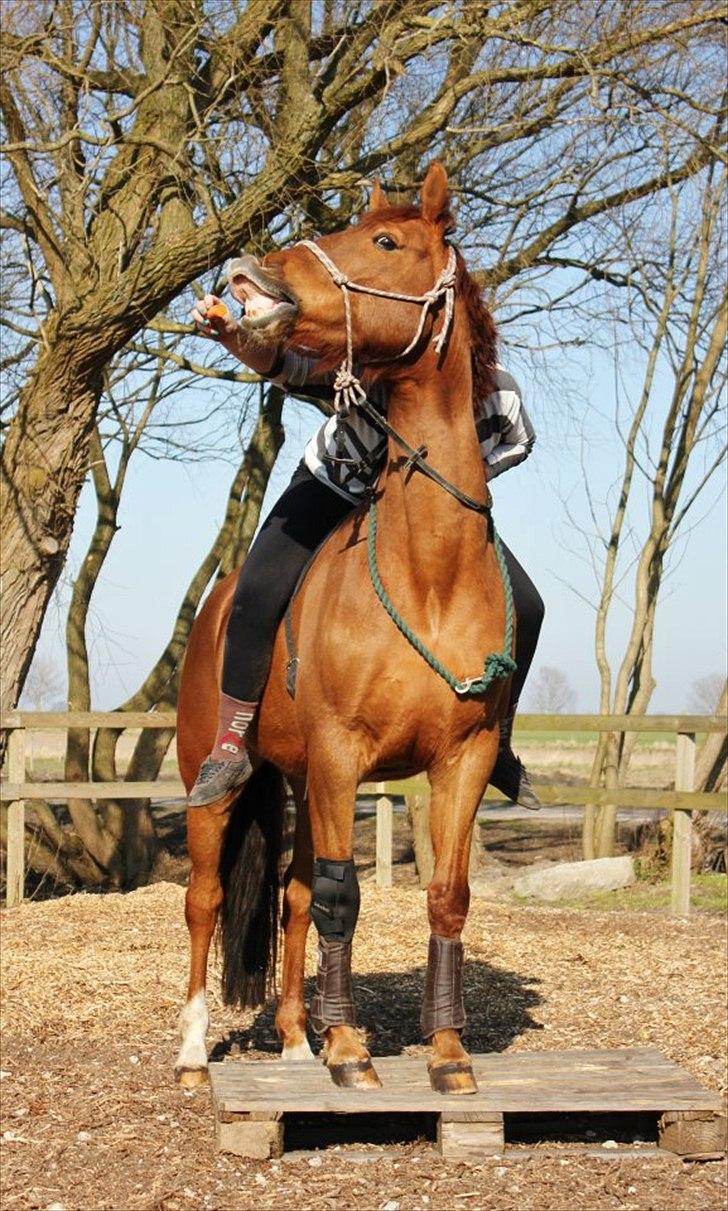 Hannoveraner • Jungle Fever (Hugo) - Hugo med hans nye "tricks". © Mie Busk Vedel billede 9
