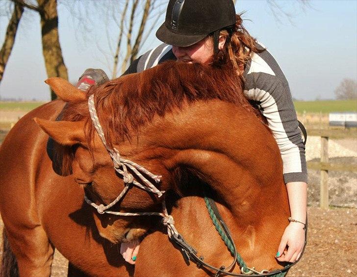 Hannoveraner • Jungle Fever (Hugo) - Marts 2012. © Mie Busk Vedel billede 19