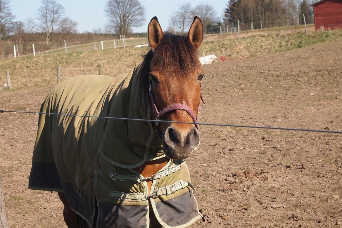 Anden særlig race Dosty - Ponyen på fold D. 24-03-12 billede 2