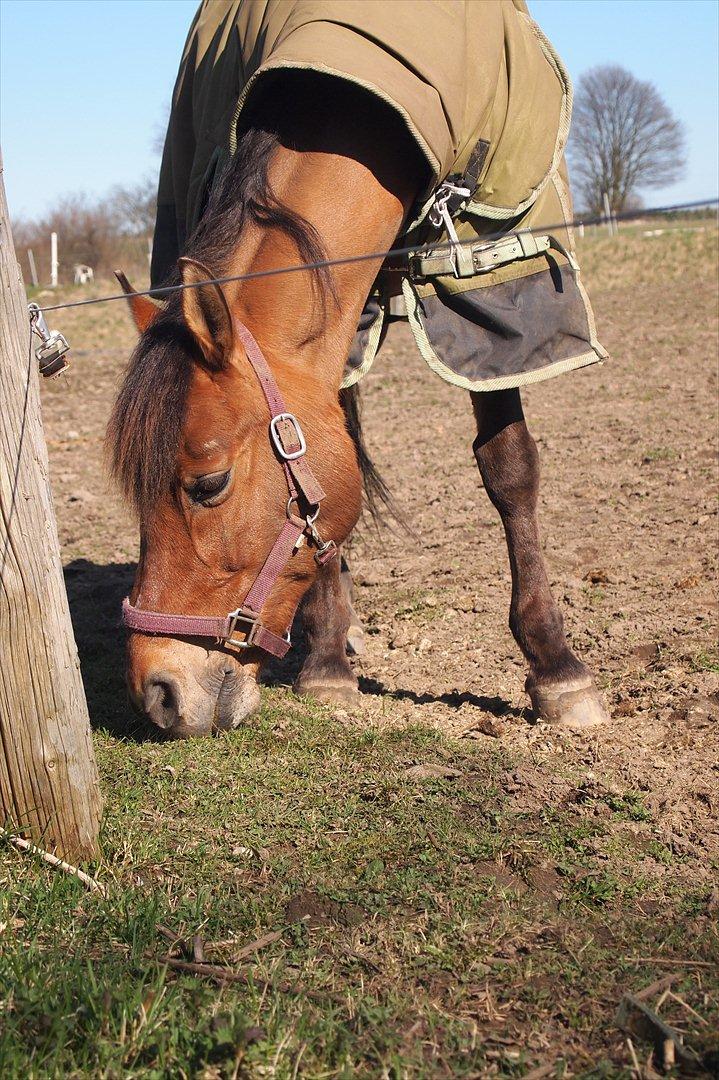 Anden særlig race Dosty - Han er den smukkeste!!! billede 16