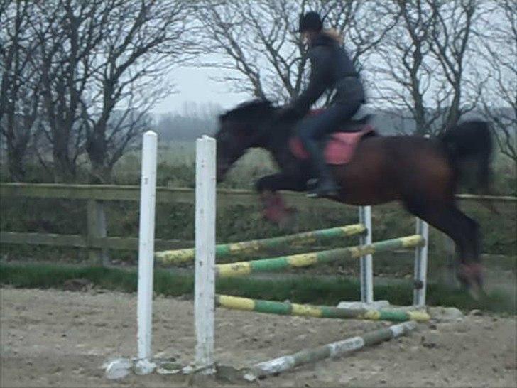 Anden særlig race Hedegårds Lucy - Spring december. Hér over en meter i okser! Taget fra video. 
-Experience  makes perfect billede 3