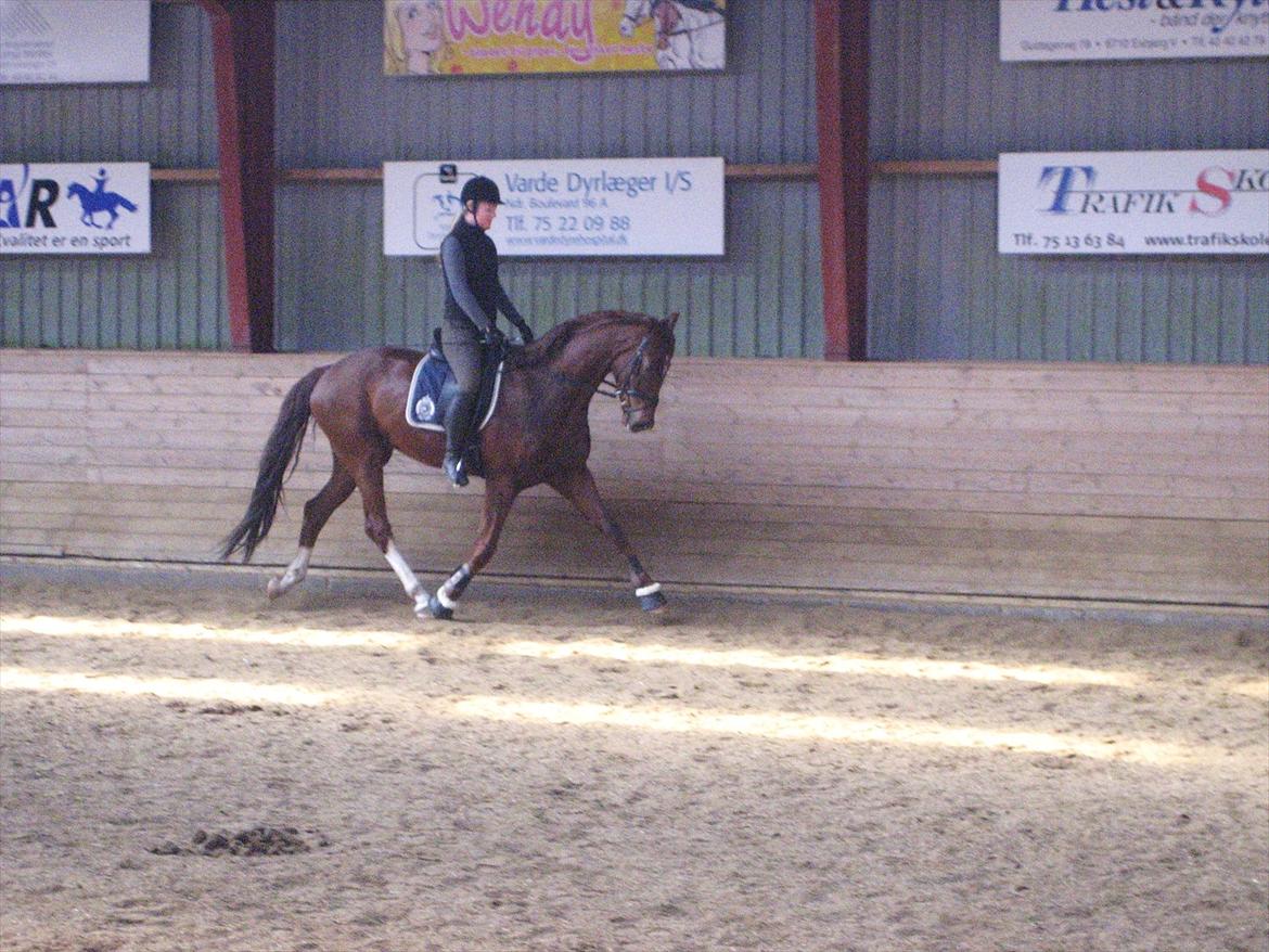 Dansk Varmblod Royal Schufro (B-hest) - 25. marts 2012 billede 8