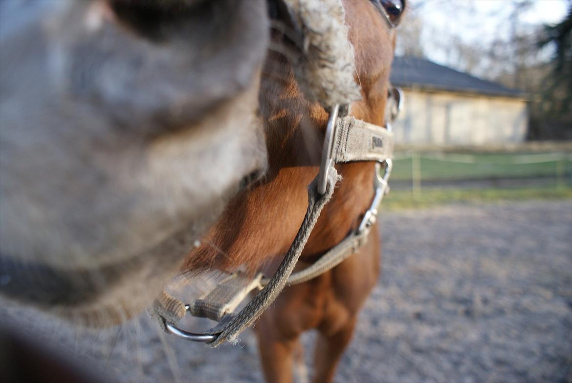 DSP Pyrrhula [Himmelhest] - Sjove lille pylle <3 billede 4