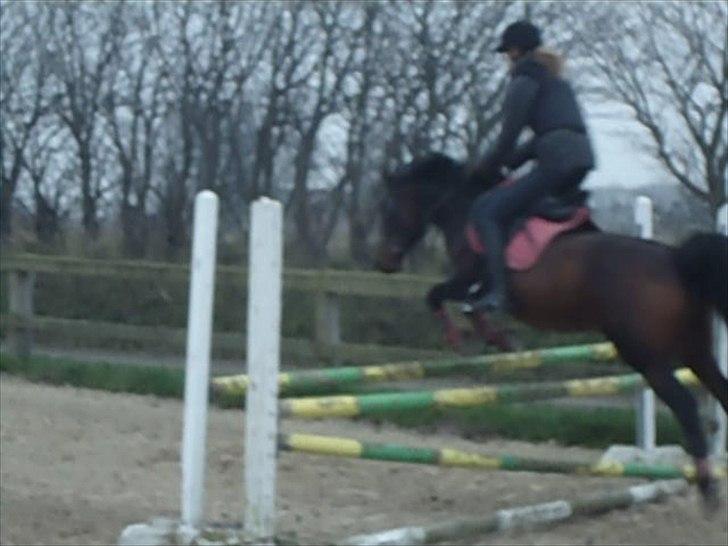Anden særlig race Hedegårds Lucy - Taget fra video.. Ca. 90+ cm  -To see a friend no road is too long billede 17