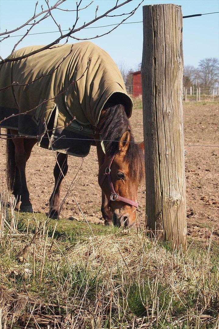 Anden særlig race Dosty - På fold D. 24-03-12  billede 18