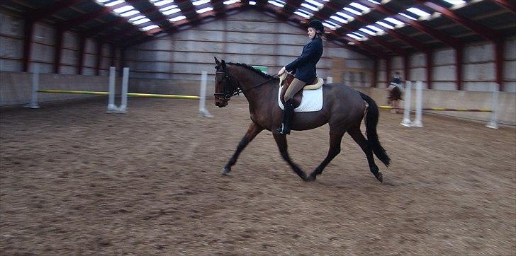 Pinto Nyøstergaards Malou - Katrine og Malou LC1 24.03.2012 billede 15