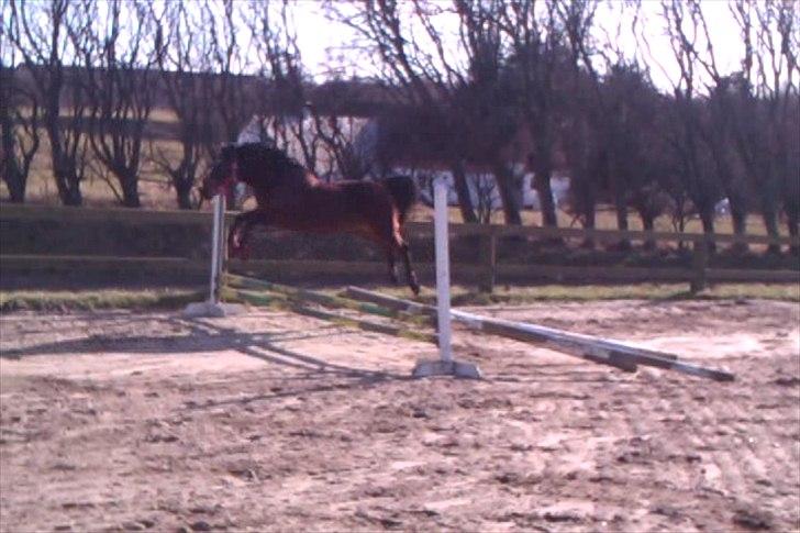 Anden særlig race Hedegårds Lucy - Fjolle pony gir' den gas.   -Who finds a faithful friend, finds a treasure billede 11