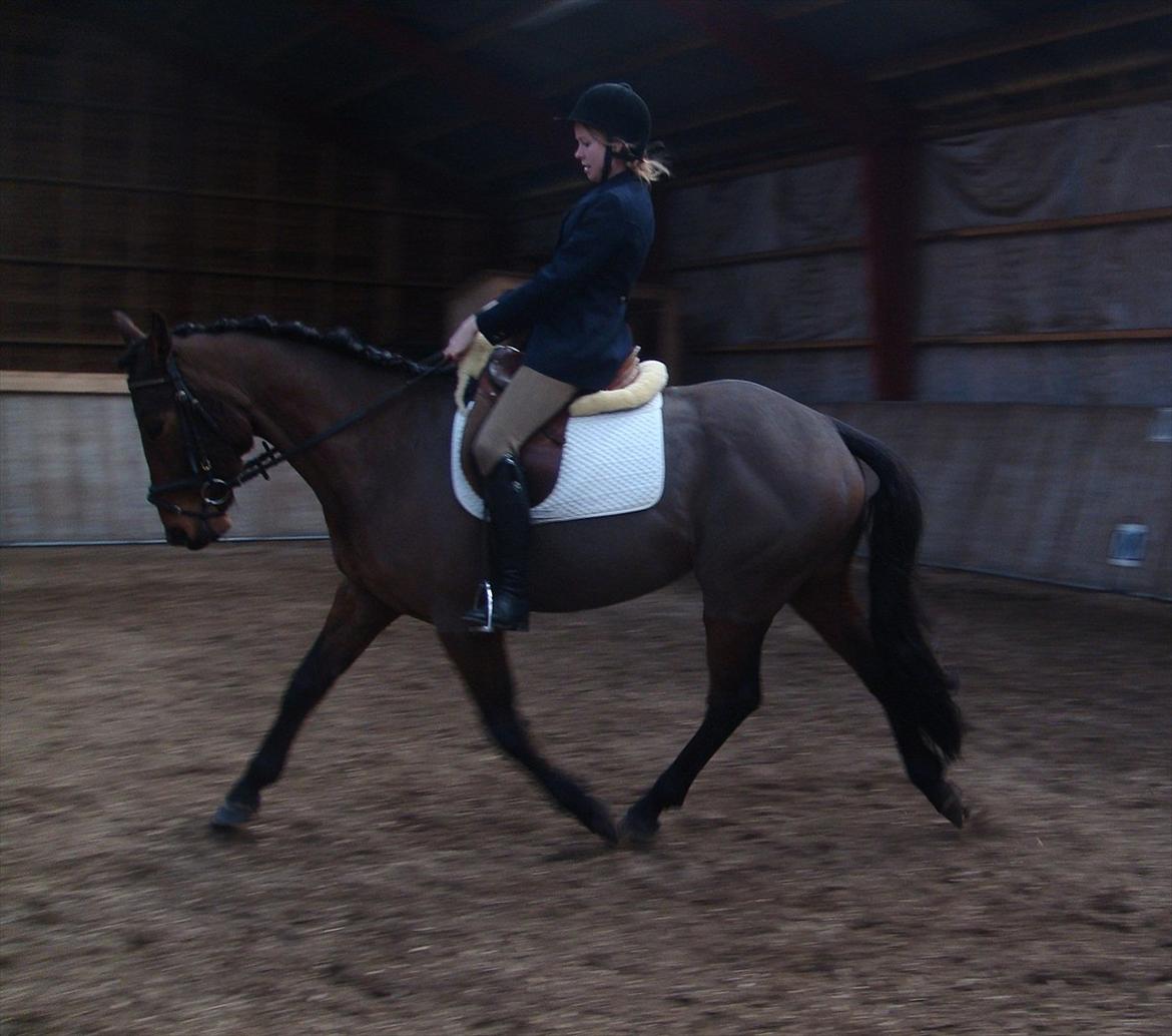 Pinto Nyøstergaards Malou - Katrine og Malou LC1 24.03.2012 billede 1