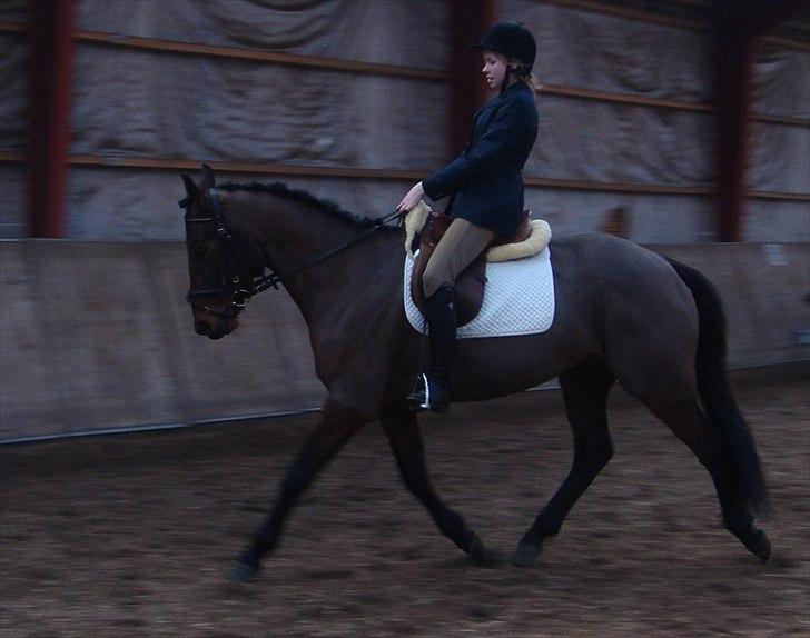 Pinto Nyøstergaards Malou - Katrine og Malou LC1 24.03.2012 billede 16