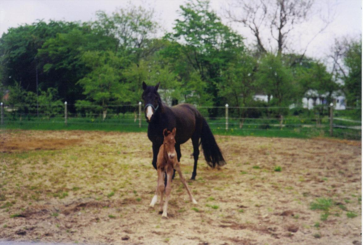 Hannoveraner • Jungle Fever (Hugo) - Baby Hugo. billede 20