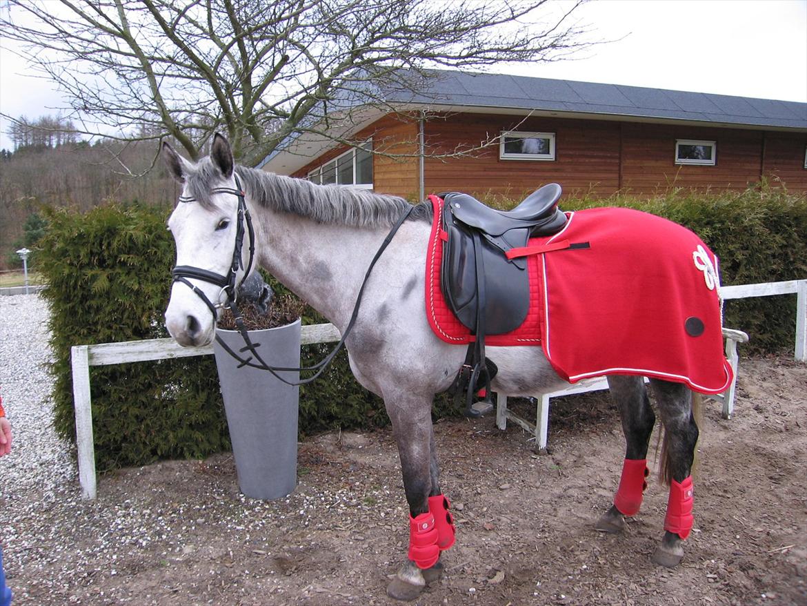 Anden særlig race Gipsy - Prinsessen i rød. billede 15