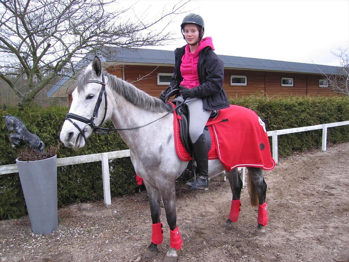 Anden særlig race Gipsy billede 16
