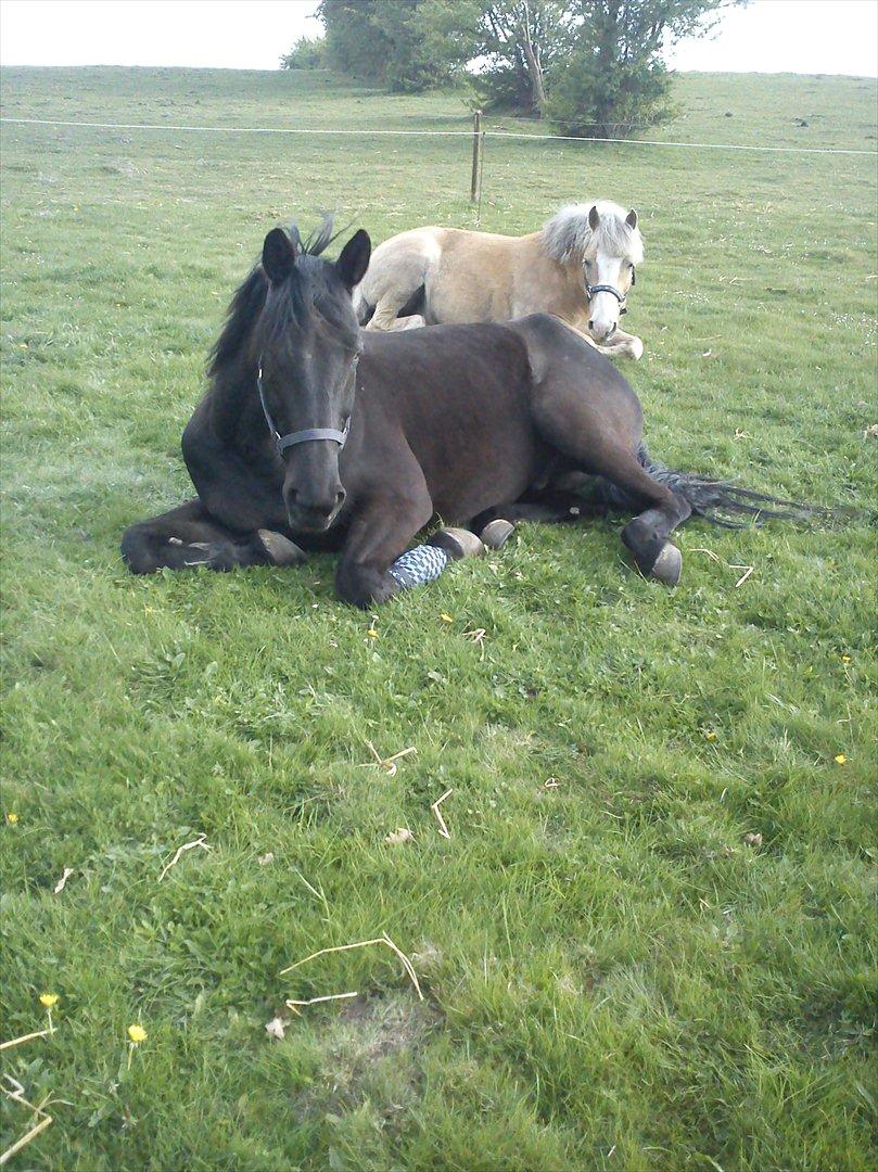 Traver Noir Speed billede 12