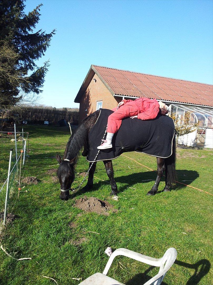 Traver Noir Speed billede 9